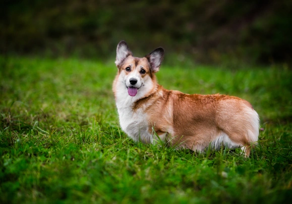 Velškorgi - pembroke Dogs Informace - velikost, povaha, délka života & cena | iFauna