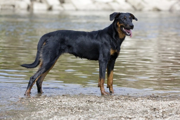Beauceron Dogs Breed | Facts, Information and Advice | Pets4Homes