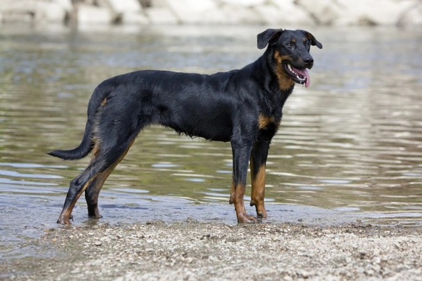 Beauceron Dogs Informace - velikost, povaha, délka života & cena | iFauna