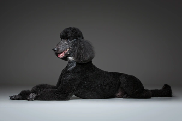 Poedel Dogs Ras: Karakter, Levensduur & Prijs | Puppyplaats