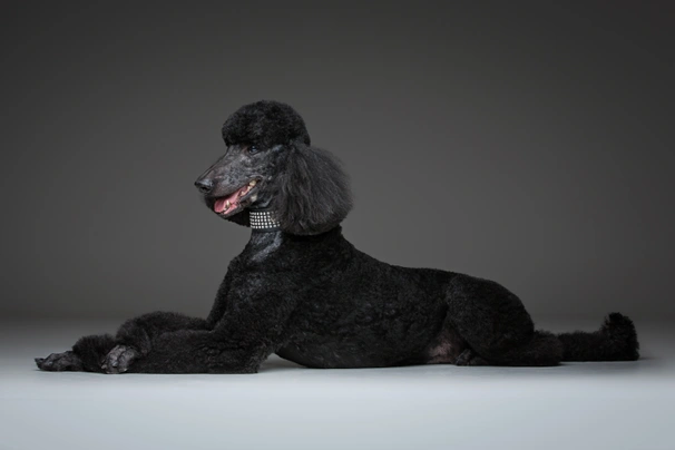 Poodle Dogs Breed - Information, Temperament, Size & Price | Pets4Homes