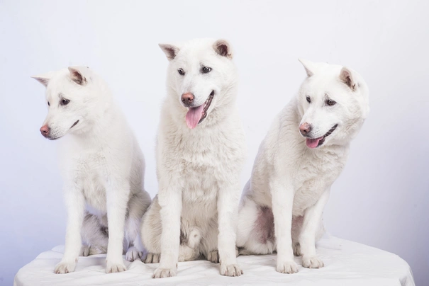 Kishu inu Dogs Informace - velikost, povaha, délka života & cena | iFauna