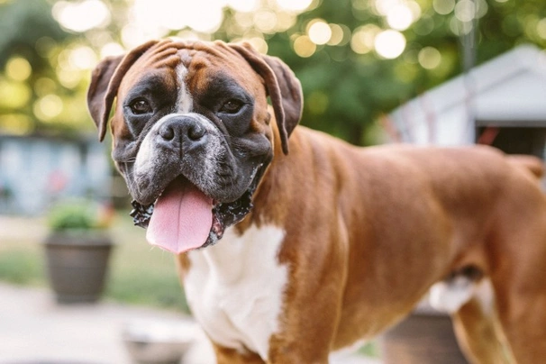 Boxer Dogs Breed - Information, Temperament, Size & Price | Pets4Homes