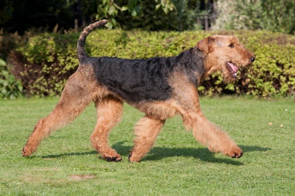 Airedale Terriër Dogs Ras: Karakter, Levensduur & Prijs | Puppyplaats