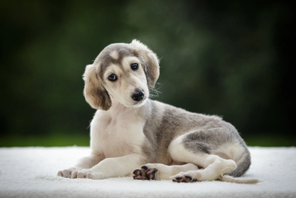 Saluki puppies for cheap sale near me