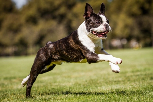 Boston Terrier Dogs Raza - Características, Fotos & Precio | MundoAnimalia
