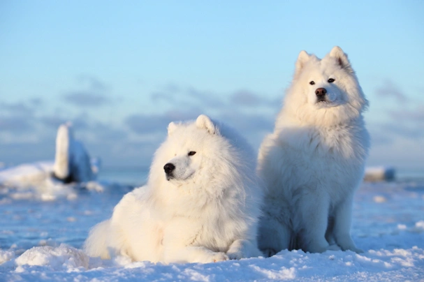 Samojed Dogs Informace - velikost, povaha, délka života & cena | iFauna