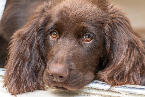 Německý dlouhosrstý ohař Dogs Informace - velikost, povaha, délka života & cena | iFauna