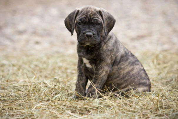 Perro de Presa Canario Dogs Plemeno / Druh: Povaha, Délka života & Cena | iFauna