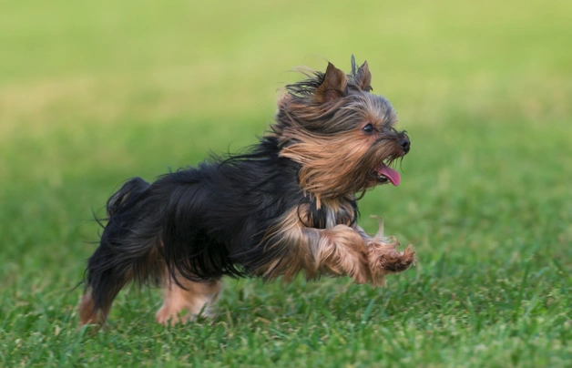 Yorkshire Terriër Dogs Ras: Karakter, Levensduur & Prijs | Puppyplaats