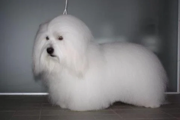 Coton De Tulear Dogs Breed - Information, Temperament, Size & Price | Pets4Homes