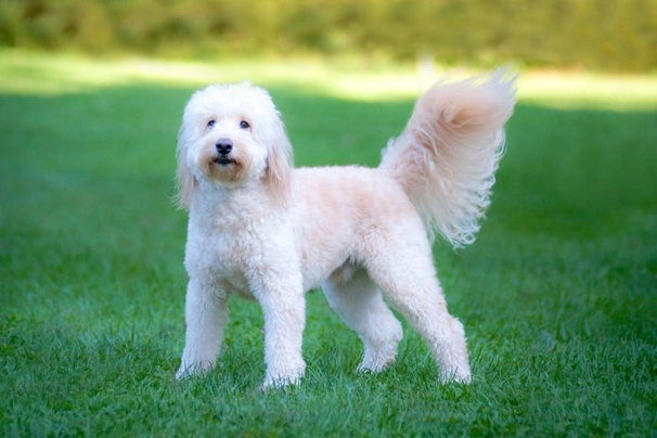 English retriever poodle store mix