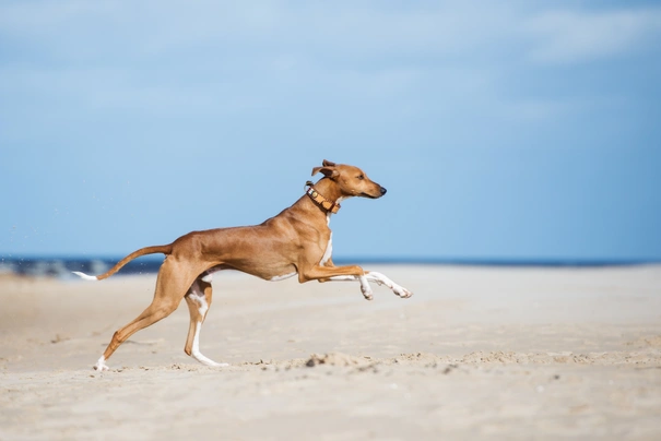 Azavak Dogs Informace - velikost, povaha, délka života & cena | iFauna