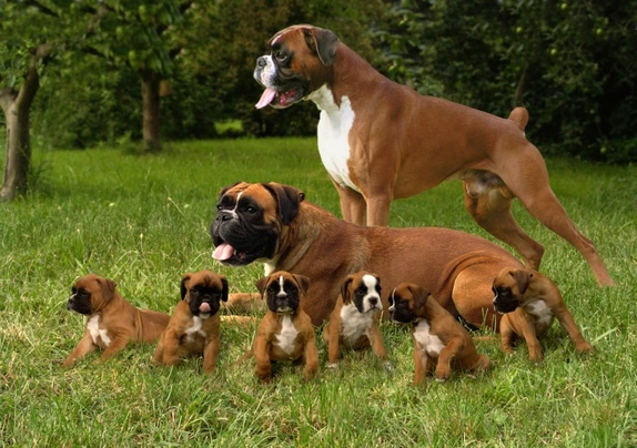 Boxer best sale family dog