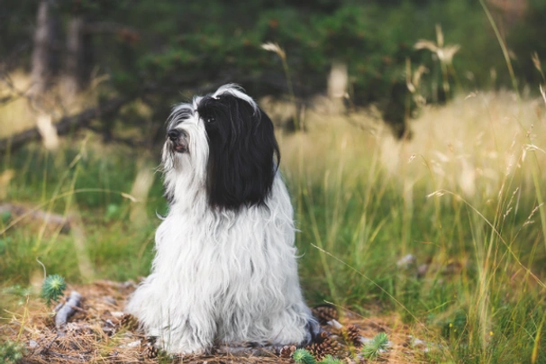 Tibetan Terrier Dogs Breed | Facts, Information and Advice | Pets4Homes