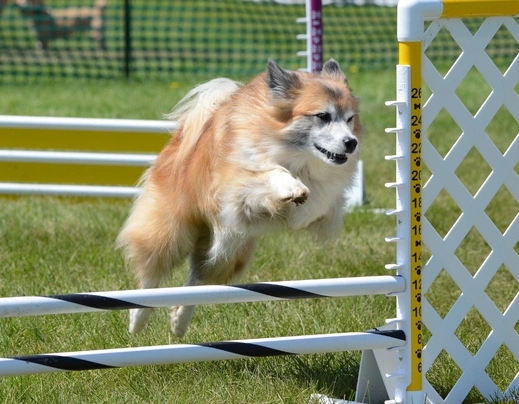 Ijslandse Hond Honden Ras: Karakter, Levensduur & Prijs | Puppyplaats