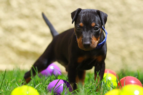 Manchester teriér Dogs Plemeno / Druh: Povaha, Délka života & Cena | iFauna