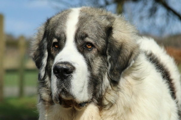 Pyrenean 2024 mastiff puppies