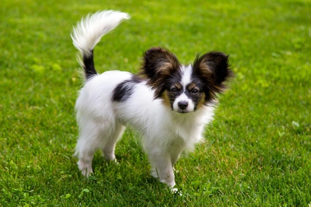 Papillon Dogs Breed | Facts, Information and Advice | Pets4Homes