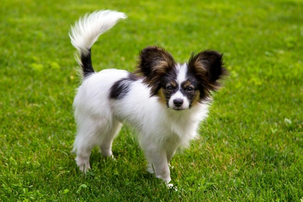 Papillon Dogs Breed - Information, Temperament, Size & Price | Pets4Homes