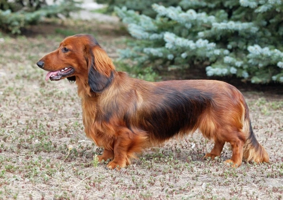 Long haired dachshund hot sale cost