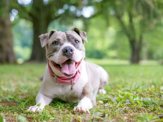 Staffordshire Bull Terrier Dogs Breed | Facts, Information and Advice | Pets4Homes