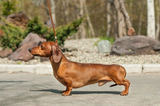 Miniature best sale wiener dogs