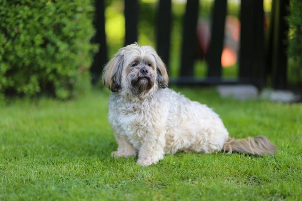 Lhasa Apso Dogs Breed - Information, Temperament, Size & Price | Pets4Homes