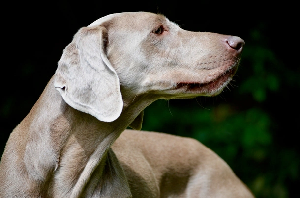 son agresivos weimaraner