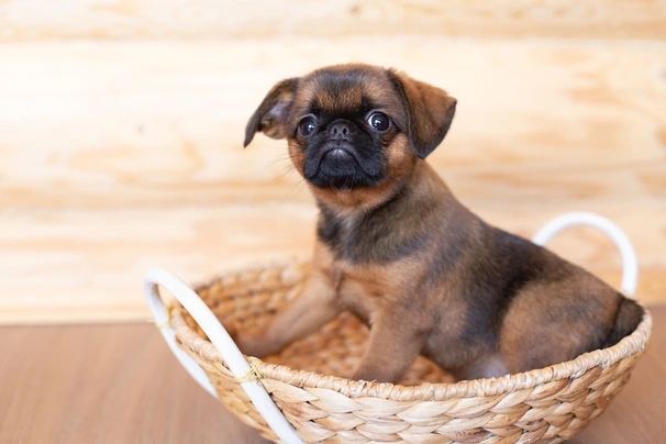 Petit Brabancon Dogs Ras: Karakter, Levensduur & Prijs | Puppyplaats
