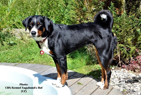 Appenzeller Sennenhond Dogs Ras: Karakter, Levensduur & Prijs | Puppyplaats
