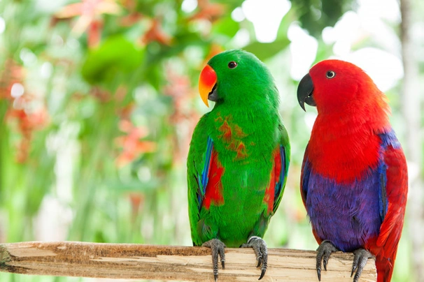 Eklektus různobarvý Birds Informace - velikost, povaha, délka života & cena | iFauna