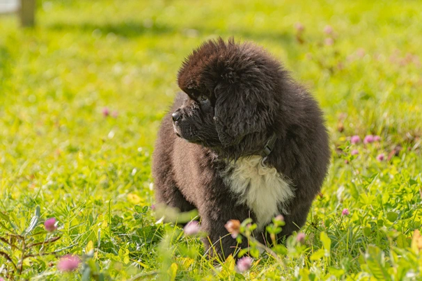 Newfoundland Dogs Breed - Information, Temperament, Size & Price | Pets4Homes