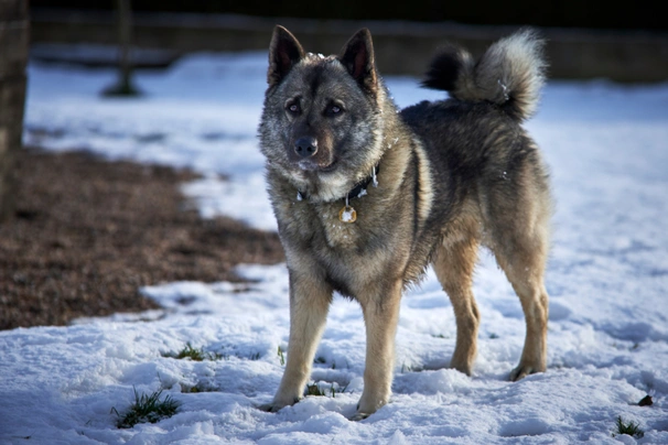 Elkhound Noruego Gris Dogs Raza - Características, Fotos & Precio | MundoAnimalia