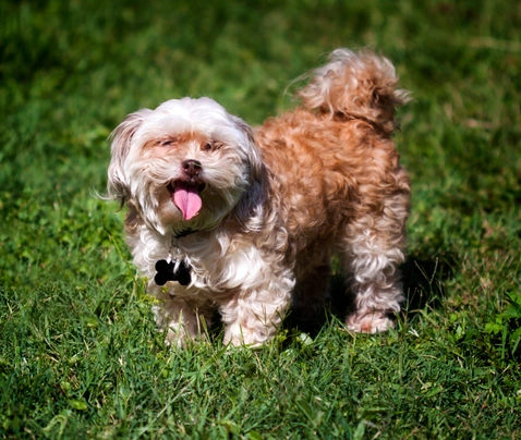Shihpoo Dogs Breed - Information, Temperament, Size & Price | Pets4Homes