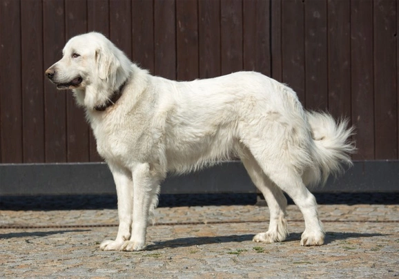 Great pyrenees best sale dog cost