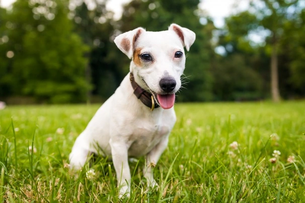 Jack Russel Terriër Dogs Ras: Karakter, Levensduur & Prijs | Puppyplaats