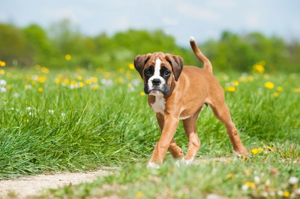 Německý boxer Dogs Informace - velikost, povaha, délka života & cena | iFauna