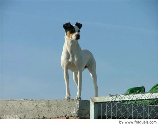 Ratonero Bodeguero Andaluz Dogs Raza | Datos, Aspectos destacados y Consejos de compra | MundoAnimalia