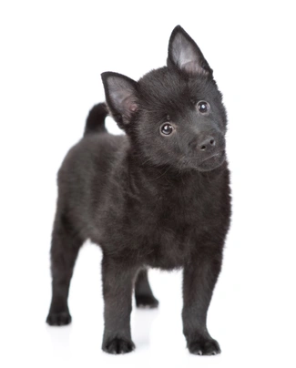 Schipperke Dogs Ras: Karakter, Levensduur & Prijs | Puppyplaats