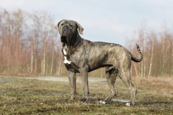 Cane Corso Dogs Informace - velikost, povaha, délka života & cena | iFauna