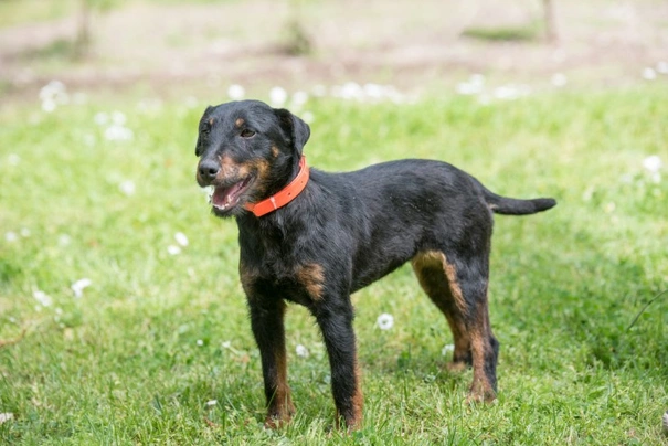 Jagdterrier Dogs Breed | Facts, Information and Advice | Pets4Homes
