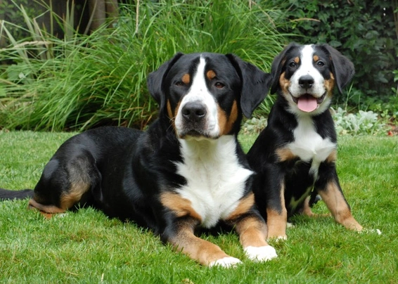 Mini greater store swiss mountain dog