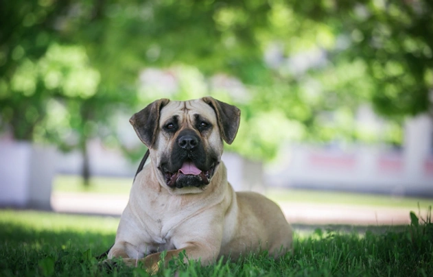 Presa Canario Dogs Breed - Information, Temperament, Size & Price | Pets4Homes