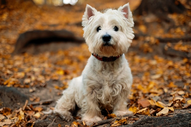 West Highland Terrier Dogs Breed - Information, Temperament, Size & Price | Pets4Homes