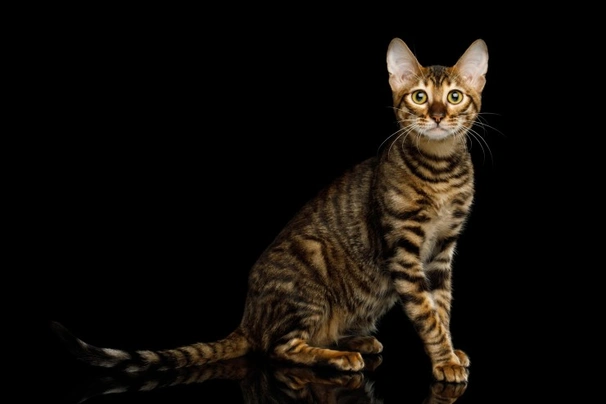 Toyger Cats Breed - Information, Temperament, Size & Price | Pets4Homes