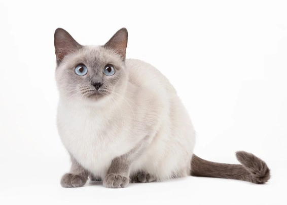 Siamese Thai Cats Razza - Prezzo, Temperamento & Foto | AnnunciAnimali