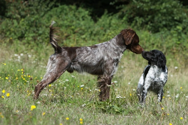 Brittany best sale spaniel size