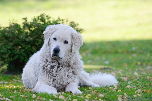 Kuvasz Dogs Informace - velikost, povaha, délka života & cena | iFauna