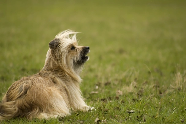 Pyrenean Sheepdog Dogs Breed - Information, Temperament, Size & Price | Pets4Homes